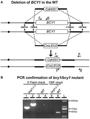 The Regulatory Subunit of Protein Kinase A (Bcy1) in Candida albicans Plays Critical Roles in Filamentation and White-Opaque Switching but Is Not Essential for Cell Growth